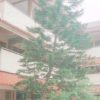APH Segera Aduit Dugaan Penyimpangan Dana Bantuan Operasional Sekolah (BOS) di SDN Kapuk Muara 03 Jakarta Utara.
